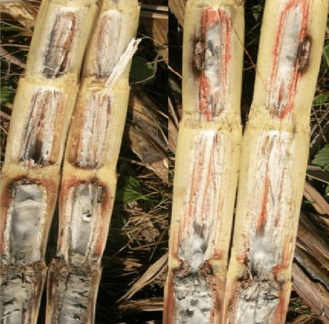 red rot disease in sugarcane disease