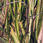 SUGERCANE CROP DISEASES (red rot)