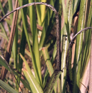 Smut Disease in Sugarcane