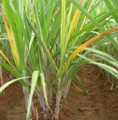 wilt disease in sugarcane crop