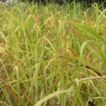 SUGERCANE CROP DISEASES (grassy shoot disease)