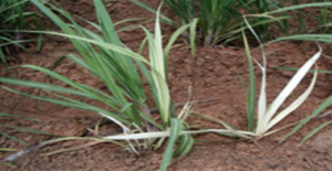 SUGERCANE CROP DISEASES (grassy shoot disease)