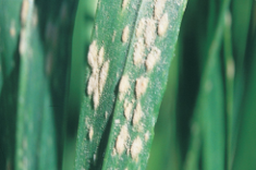Powdery mildew disease in wheat crop