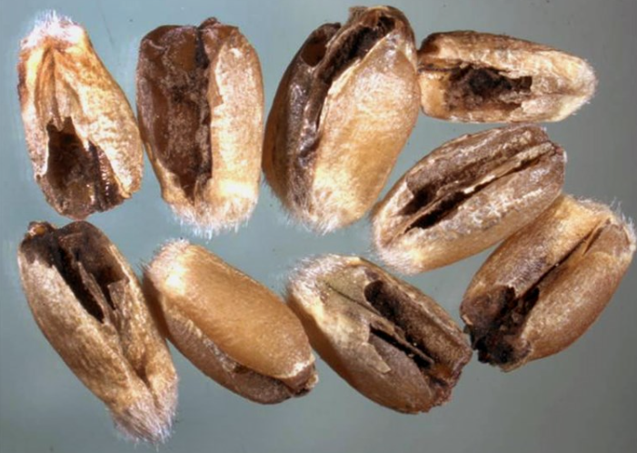 kernel bunt disease in wheat crop