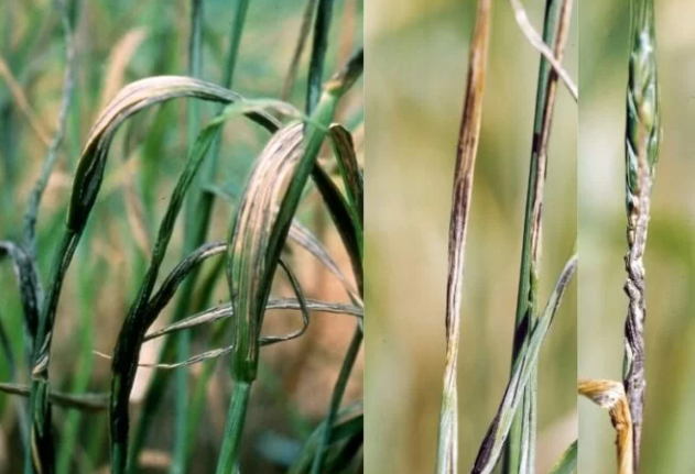 Flag smut disease in wheat crop