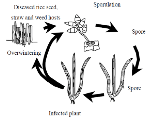 disease cycle of blast disease in rice crop.