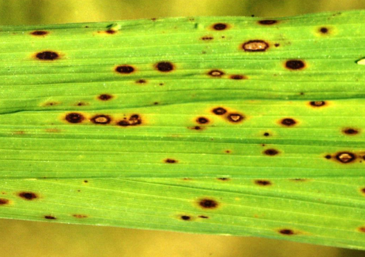 brown spot disease in rice