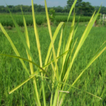 Bacterial Blight Disease in Rice
