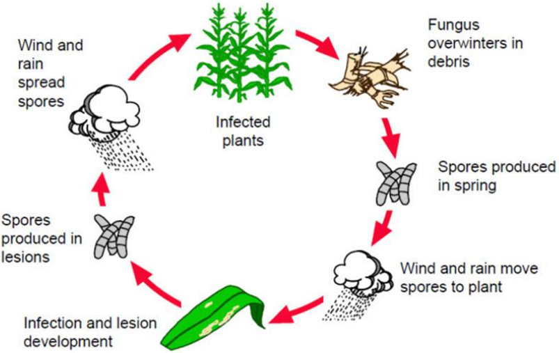 disease cycle of leaf blight disease in maize