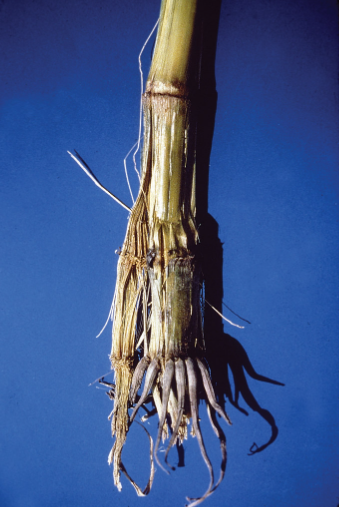 Stalk rot disease in maize